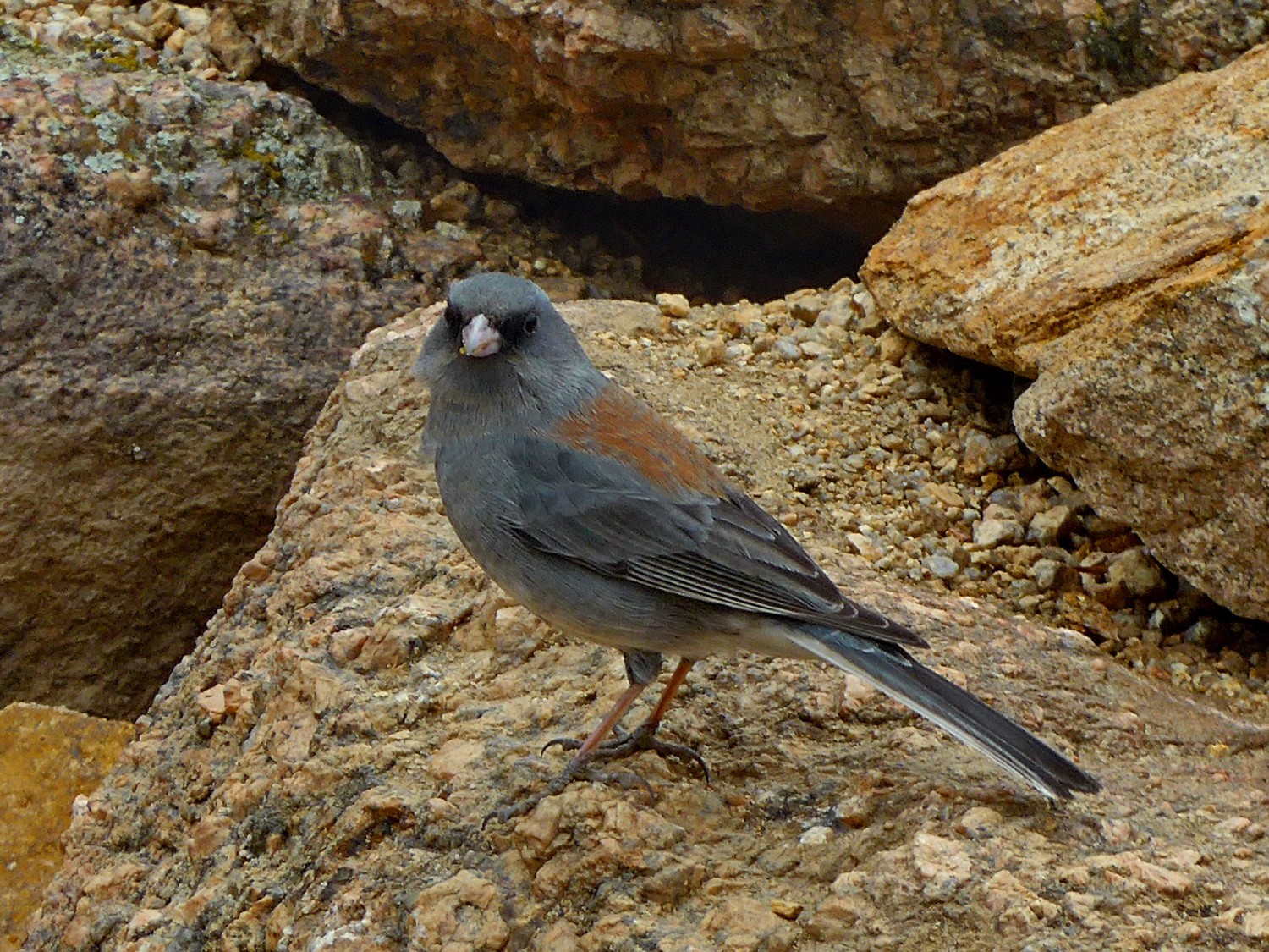 Gray-red bird